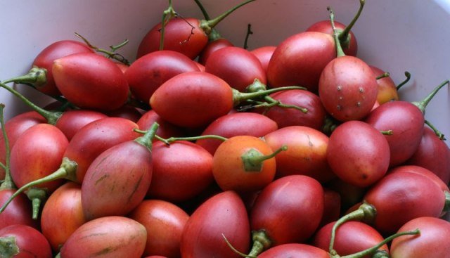 Tree Tomato(1kg) | Fasita Online shopping in rwanda