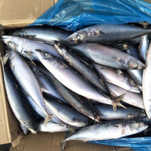 Thompson Fish | Fasita Online shopping in rwanda